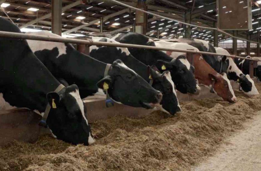 Cows kept in underground with cow ‘weather’ power