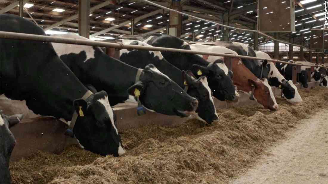 Cows kept in underground with cow 'weather' power
